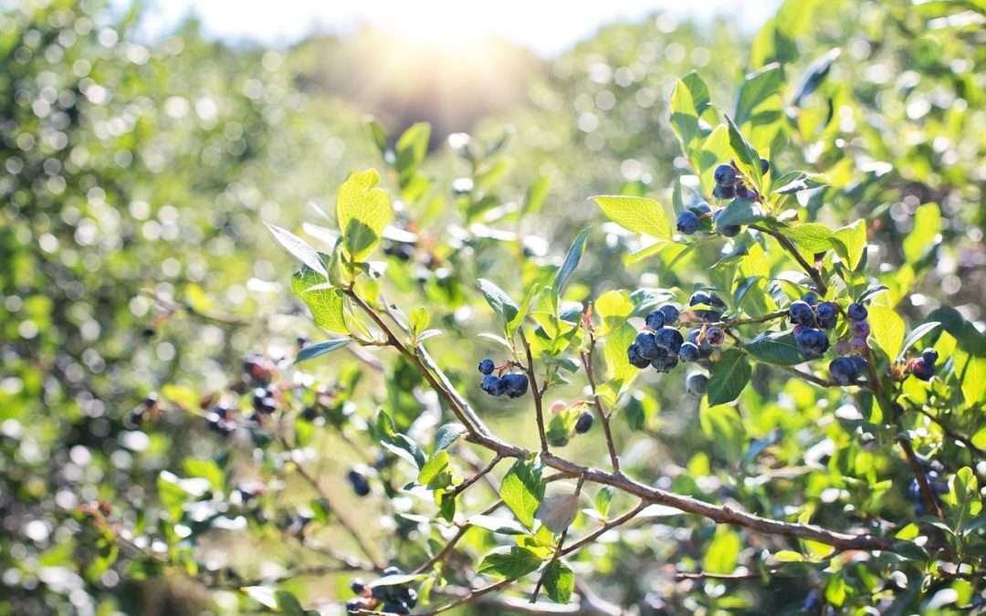 Cuatro meses de cárcel para un agricultor por uso ilegal de variedades de arándanos.