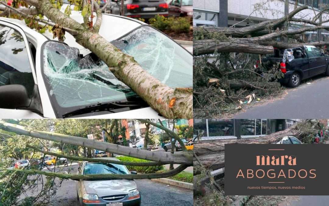 La caída de ramas en la Alameda ha destrozado varios vehículos, hay responsabilidad del Ayuntamiento?